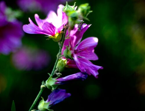 Photography