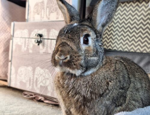 Favourite Rabbit – Original Song
